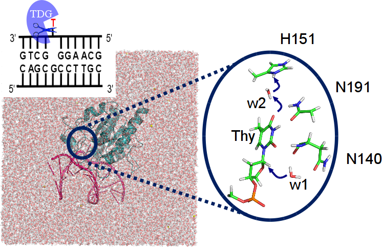 DNA damage repair by Thymine DNA glycosylase