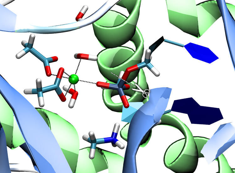 Enzymatic bond cleavage (graphic by https://scistyle.com/)