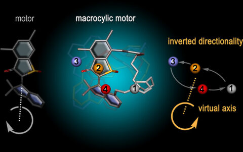 Towards entry "Reprogramming Molecular Motors Enables Precise Control through Light and Solvent"