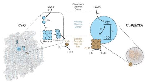 Towards entry "Enzyme-Inspired Advances in Photocatalysis for Sustainable Energy"